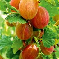 Саджанець Агрус Сварог